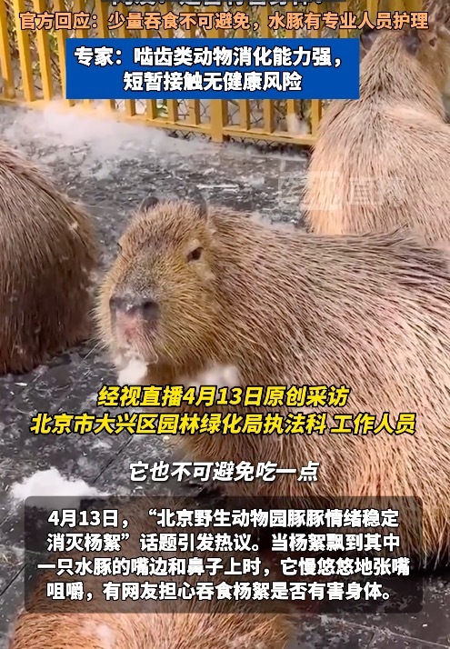 水豚少量吞食杨絮并无危险 不用过度担心