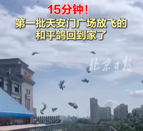 15分钟！第一批参加阅兵的和平鸽已到家