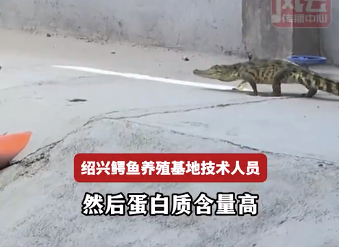 鳄鱼肉年货走红爪子最贵120元1斤，鳄鱼肉小笼包你会买吗？