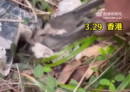 香港须眉在山上捡到枪和9发枪弹 警方回报