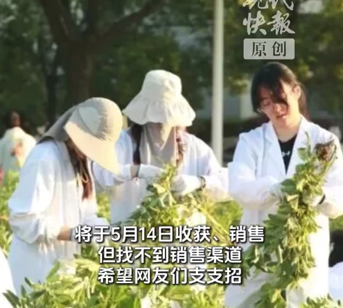 农学生收获几百斤蚕豆在线求支招 学校回应