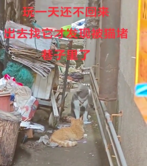 小猫没回家多半被其他猫给堵了