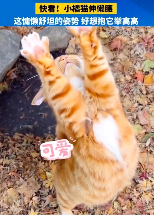 猫猫伸懒腰小jiojio都开花了 太可爱了！