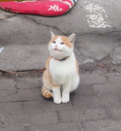 小猫被主人栓门口炫耀 网友争议两极分化