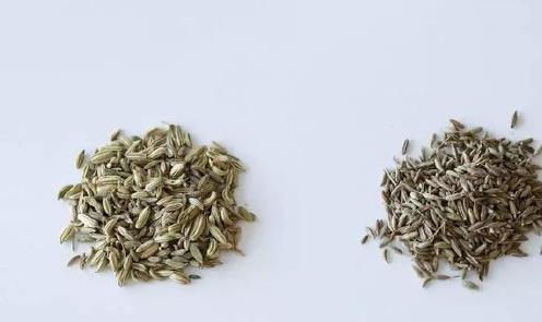 在餐桌上吃了这么多年的小茴香和孜然，它们的区别你未必清楚