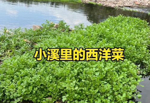 很多人不认识这个菜，2块钱一斤，营养美味，比吃猪肉更强