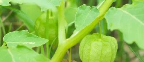 大部分人玩过但没吃过的野果，遇到不要错过