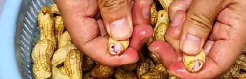 水煮花生别直接加盐！掌握这三步，花生香气四溢，口感十足