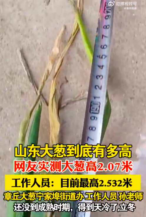 说你没葱高可能真的不是笑话你