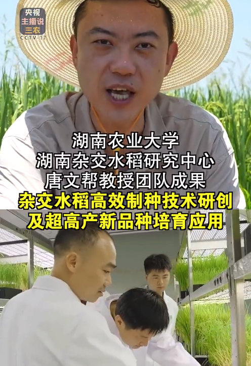 杂交水稻制种迎来关键突破 我国杂交水稻技术解决世界制种难题