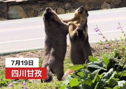 2只土拨鼠互殴第3只当“和事佬” 网友:像极了劝架的我