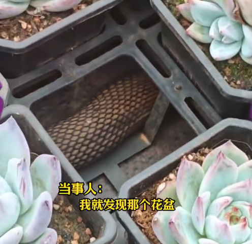 女子在花盆下发现碗口粗巨蟒:现在想起来人都是麻的