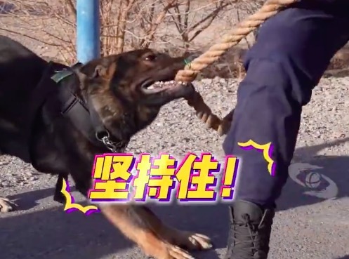 训导员拔河僵持不下警犬帮忙拉绳 警犬：这场比赛没我们肯定输