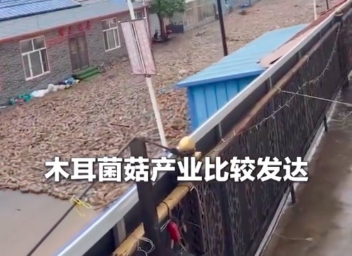 吉林延边河流水位暴涨 大量菌包菌棒被冲上街头