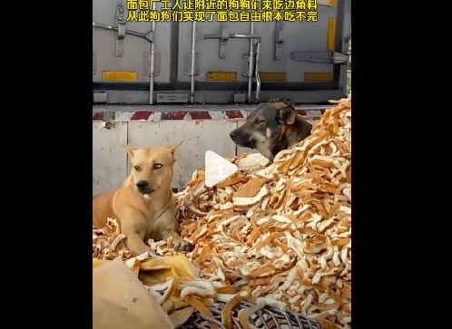 生活在面包厂附近的流浪狗 网友：狗子实现了“面包自由”