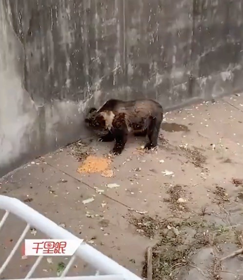 动物园回应游客向熊投喂致其呕吐