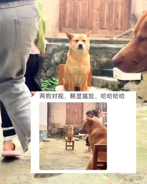 小学生放假后第一批受害狗出现了 第一次在狗子脸上看到不想上班
