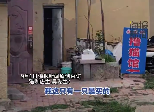 青岛城中村9.9元猫咖走红 店主：猫咪主要为救助或领养