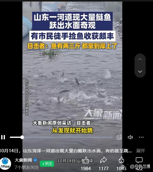 山东菏泽一河道出现大量白鲢