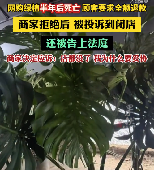 网购绿植半年后死亡,顾客要求全额退款258元,商家拒绝后,被投诉到闭店