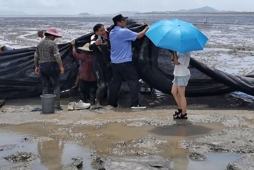 12头疑似鲸豚搁浅浙江海域 各部门正全力救助