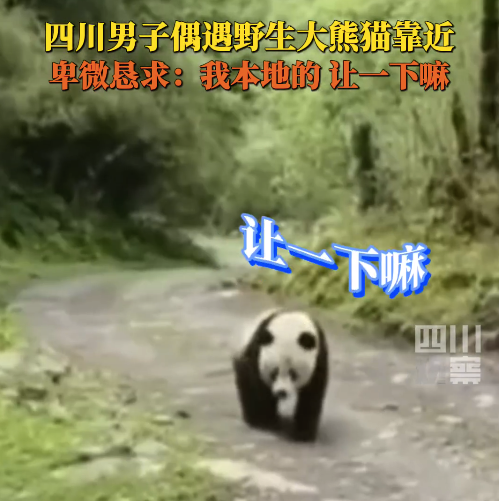男子偶遇野生大熊猫卑微求让路：我本地的，让一下嘛！