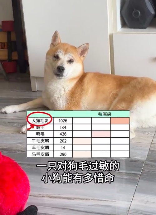 狗尽然对狗毛过敏?