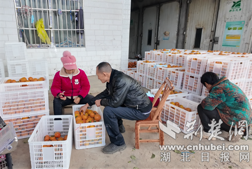 保康县残联:爱心助销,让残疾人朋友“柿”业红火