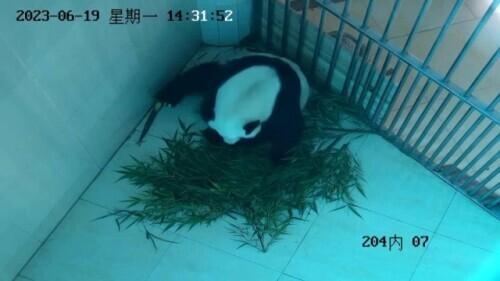 熊猫鑫鑫顺利产子，今年首只大熊猫幼崽出生在神树坪