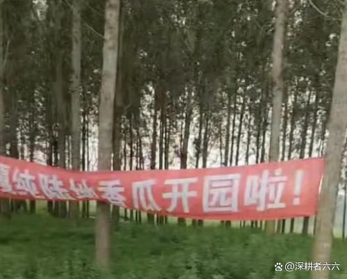 城管疑似拔掉田间广告旗，拍摄者询问为什么不能在自己的地上挂横幅广告