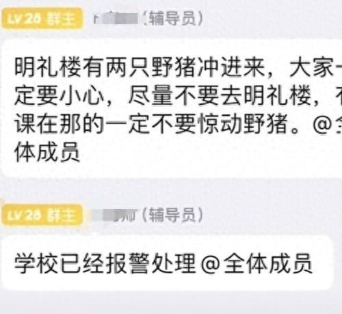 合肥一职院教学楼出现野猪！派出所：接警后到场寻找 未发现踪迹