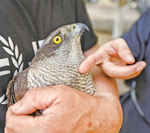 被救的苍鹰和大鵟放归大自然 湿地公园重获自由