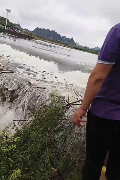 南宁暴雨水库漫出 当地村民忙捞鱼