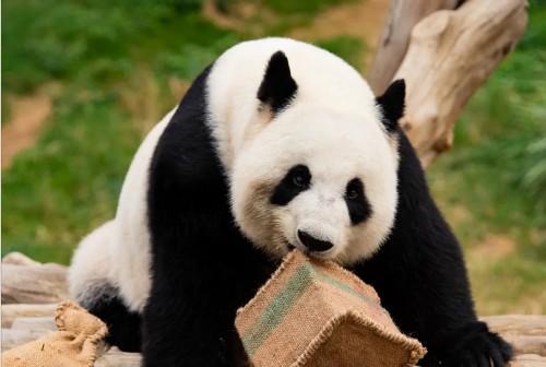 新一对大熊猫将在今年定居香港 续写港陆情深篇章