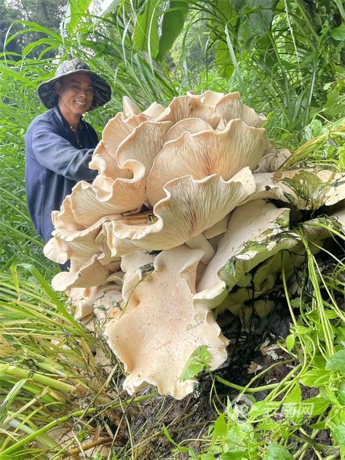 云南昌宁县发现直径近1米巨型口蘑