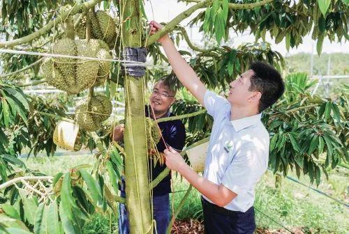 各地榴莲降价 进口增加带动价格下调