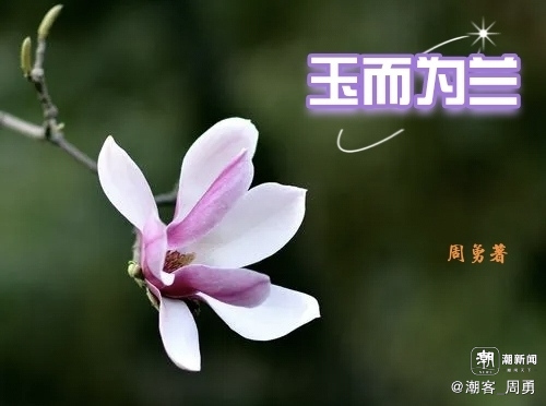 80歲河南大爺?shù)椒ㄏ菜屡?00歲玉蘭 古樹(shù)見(jiàn)證歲月流轉(zhuǎn)