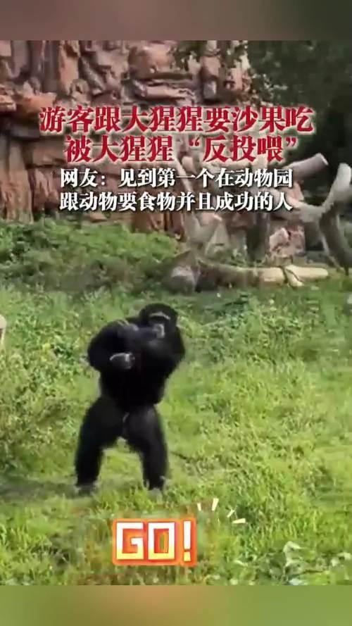 大猩猩反手投喂人類沙果,！長春動(dòng)物園上演跨物種對(duì)話