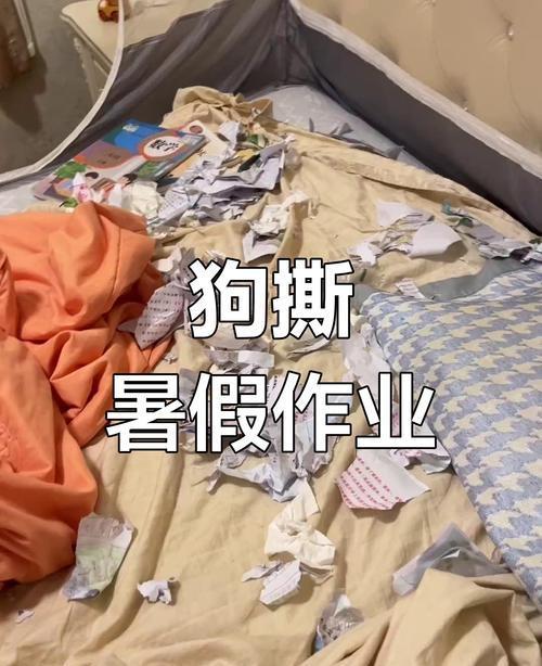 作业被狗狗撕碎男孩崩溃大哭 辛劳付诸东流