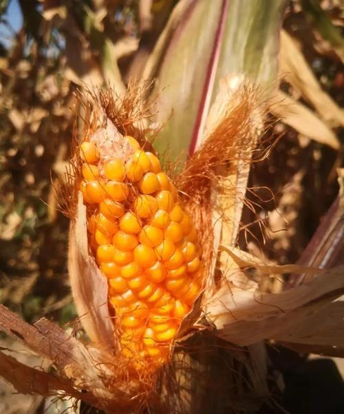 黄淮阴雨秋收受阻 霉变玉米两毛一斤