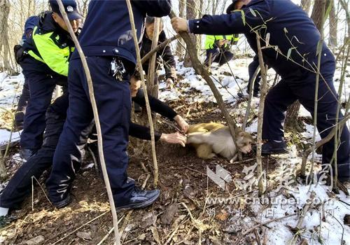 湖北保康警民联手救助受困猕猴