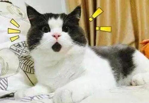 尾号88888手机号52.5万元起拍 数字资产刷新想象