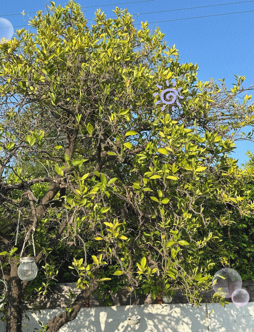深圳仙湖植物园油柑果树被“薅秃” 公共资源不应被糟蹋