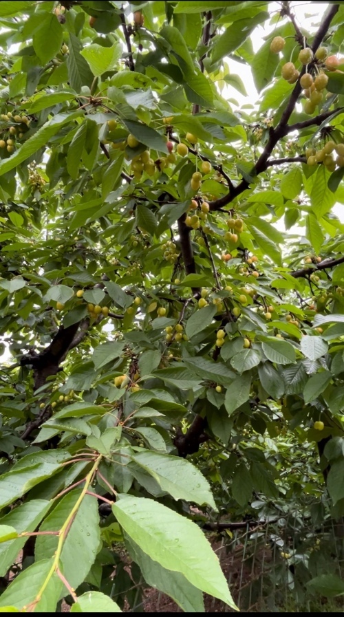 赵大娘家的果园,还有一批晚熟的果子陕西露地栽培的早熟樱桃品种有"早