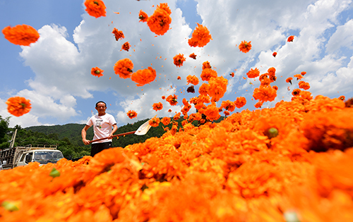 安居村600亩万寿菊开出“致富花”