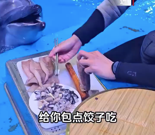 可愛,！海豚吃上了特制餃子