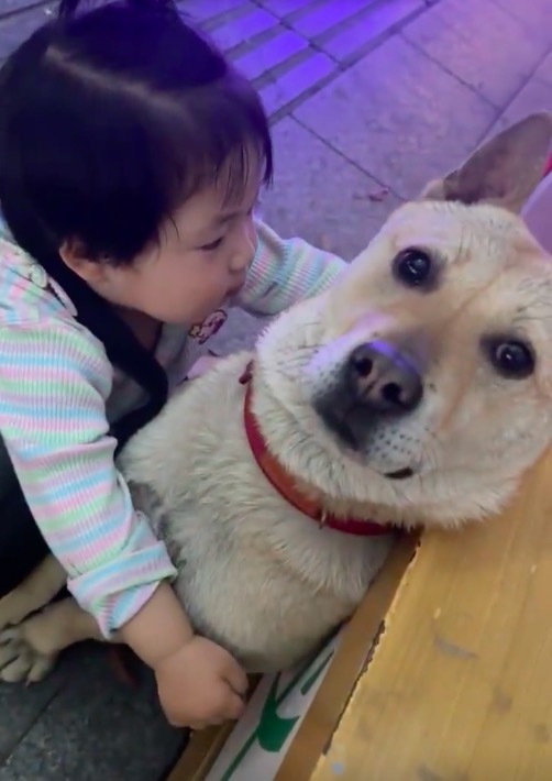 狗狗被人类幼崽壁咚时的反应 网友：尴尬又不失礼貌的微笑！