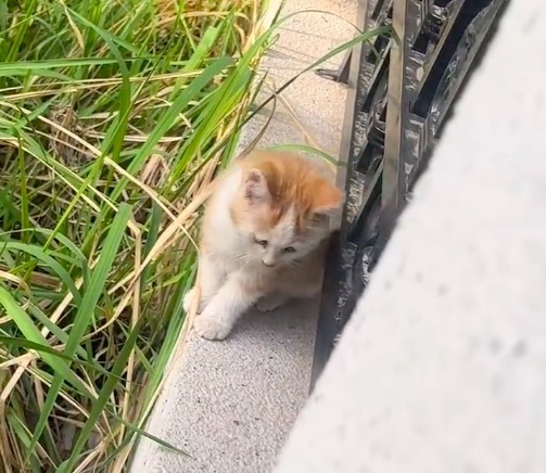 猫界照旧传开东谈主类偷孩子了 好可儿！