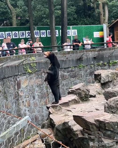 杭州动物园这只熊火了 “人里人气”的成为了万千网友喜爱的焦点