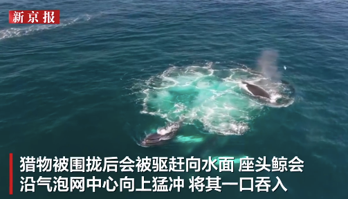无人机拍下鲸鱼捕食罕见一幕：座头鲸吹出气泡网围捕小鱼群